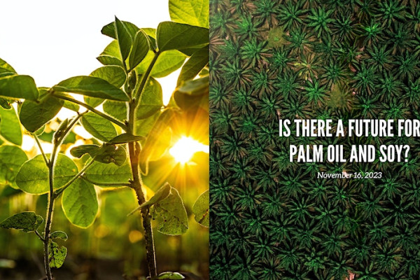 future-for-palm-oiand-soy_0.jpg